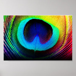 Poster plumes de paon
