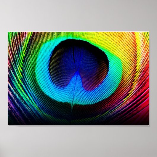 Poster plumes de paon (Devant)