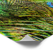 Poster Plumes de paon chatantes (Coin)