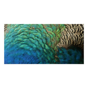 Poster Plumes de paon I Design de nature abstrait coloré