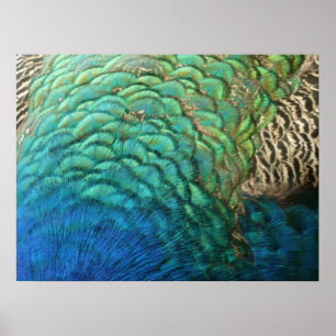 Poster Plumes de paon I Design de nature abstrait coloré