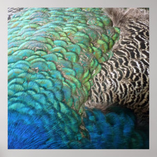 Poster Plumes de paon I Design de nature abstrait coloré
