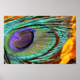 Poster Plumes de paon sur tournesol