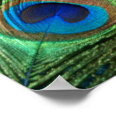 Poster Plumes de paon vert (Coin)