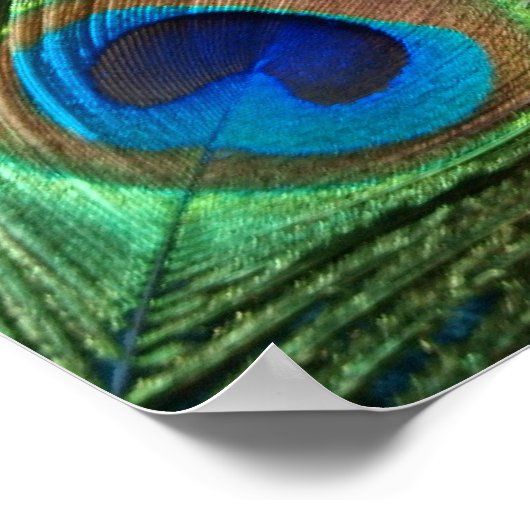 Poster Plumes de paon vert (Coin)