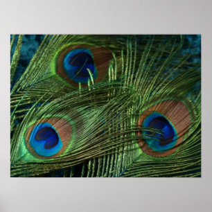 Poster Plumes de paon vert