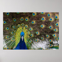 Plumes de paon vibrantes