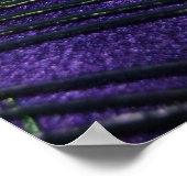 Poster Plumes de paon violet soyeux (Coin)