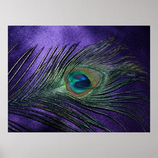 Poster Plumes de paon violet soyeux (Devant)