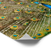 Poster Plumes de queue de paon (Coin)