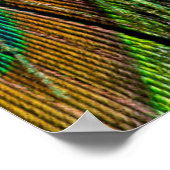 Poster Plumes de queue de paon mâle (Coin)