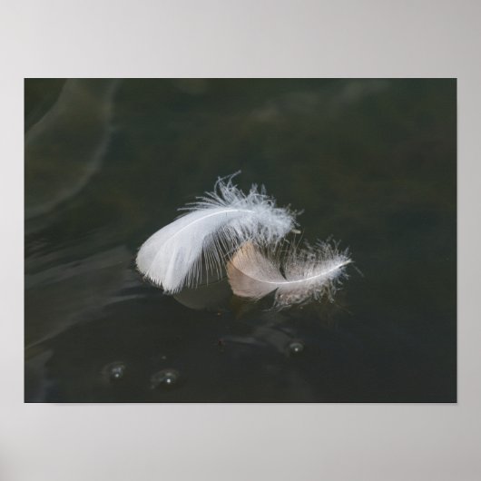 Poster Plumes d'oie flottantes (Devant)