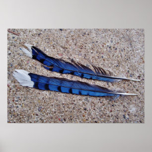 Poster Plumes d'oiseau de geai bleu