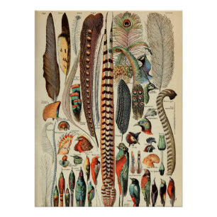 Poster Plumes d'oiseaux sauvages Antique