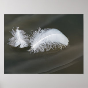 Poster Plumes flottantes d'oie