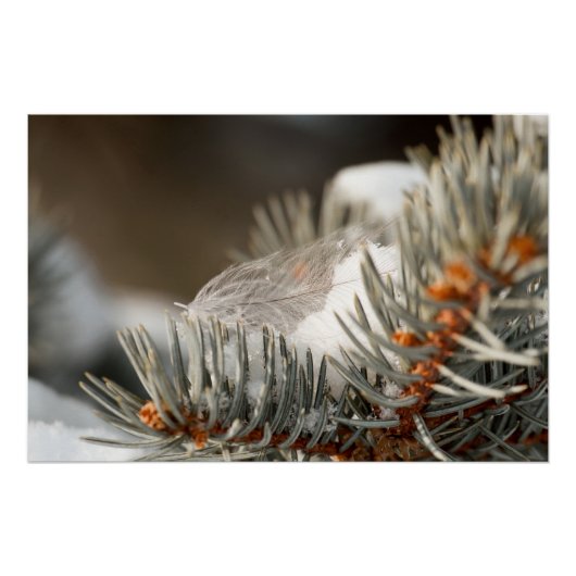 Poster Plumes Grises En Branche À feuillage persistant Hi (Devant)