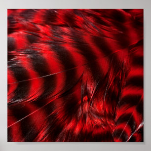 Poster Plumes rouges