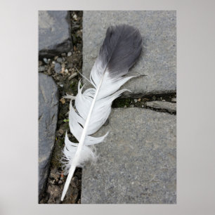 Poster plumes sur chaussée