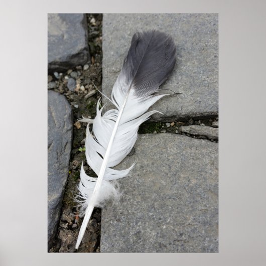 Poster plumes sur chaussée (Devant)