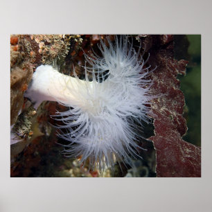 Poster Plumose Anemone (Metridium farcimen) - Art