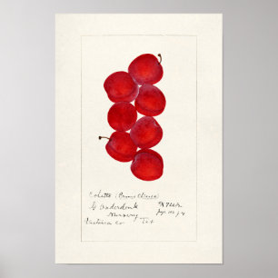 Poster Plums (Prunus Domestica) Peinture à l'aquarelle au