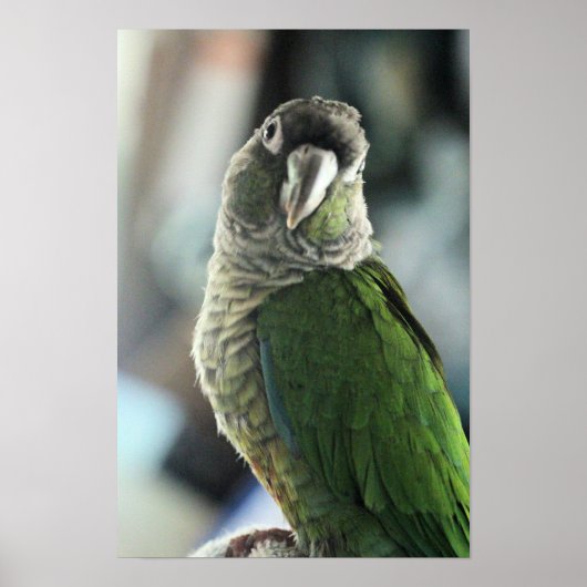 Poster Plus de faux hérisson (Devant)