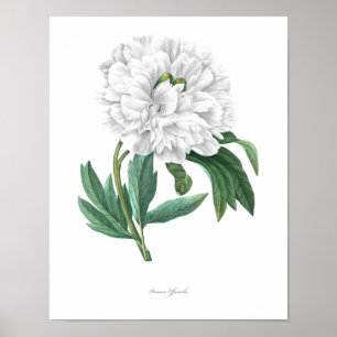 Poster PLUS HAUTE QUALITÉ Empreinte Botanique de Peony
