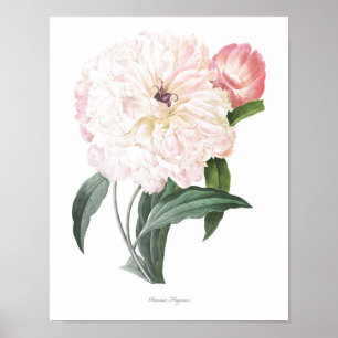 Poster PLUS HAUTE QUALITÉ Empreinte Botanique de Peony
