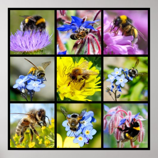 Poster Plusieurs abeilles et bourdons (Devant)