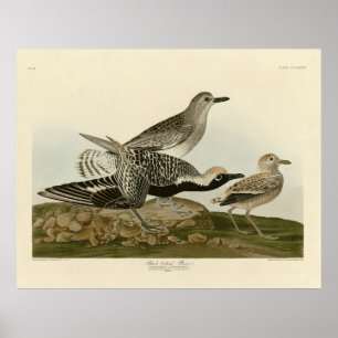 Poster Pluvier à ventre noir - Audubon's Birds of America
