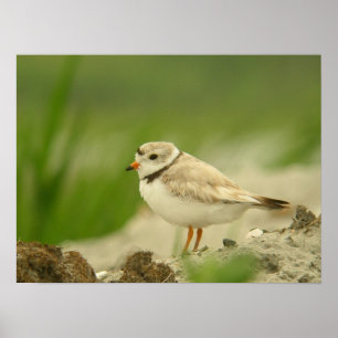 Poster Pluvier de Pipng