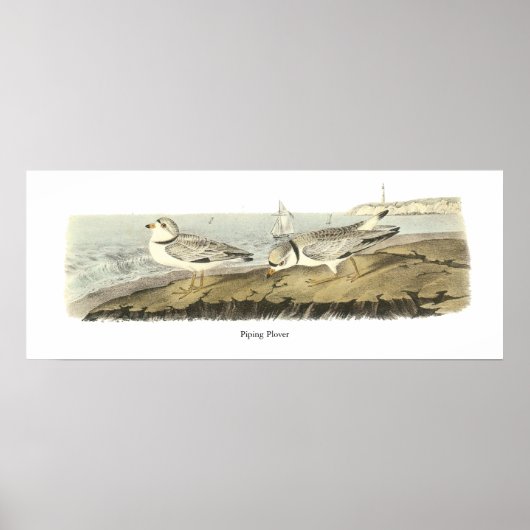 Poster Pluvier siffleur, John Audubon (Devant)