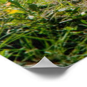 Poster Poaster (Coin)