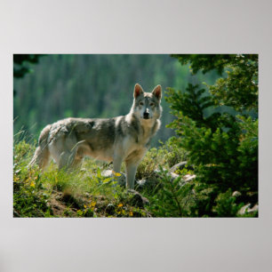 Poster Poaster