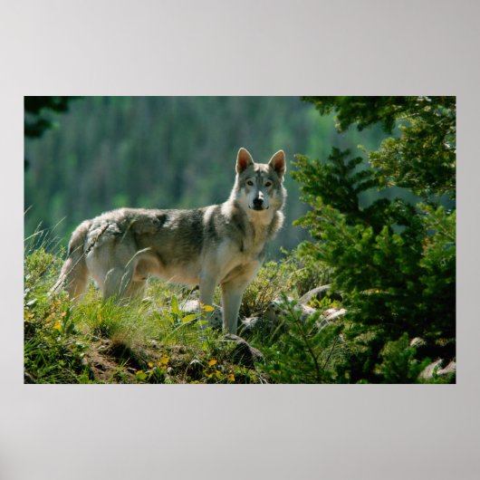 Poster Poaster (Devant)