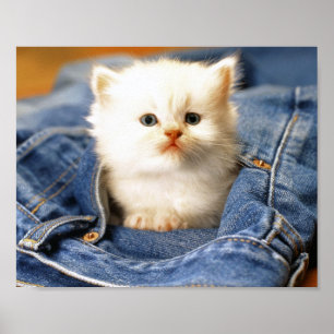 Poster Poche Kitten
