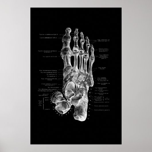 Poster Podiatriste d'anatomie de pied Décor Médicale (Devant)