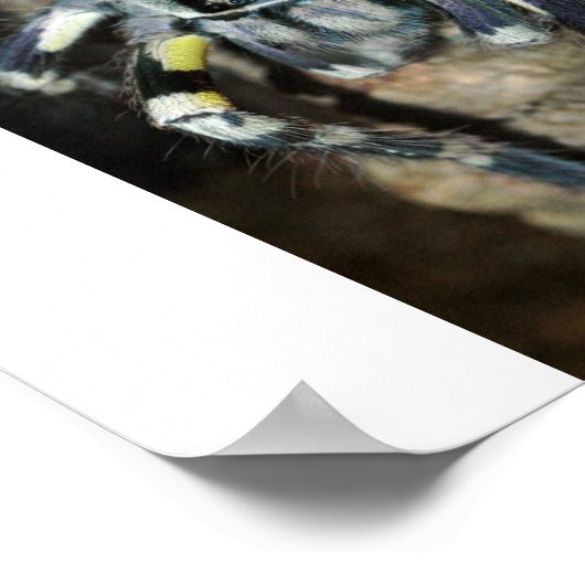 Poster Poecilotheria regalis en pleine vue (Coin)