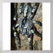 Poster Poecilotheria regalis en pleine vue (Devant)