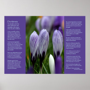 Poster Poème Desiderata - Crocus Printaniers Variés