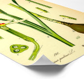 Poster Poète's Daffodil (Narcissus poeticus) Imprimer (Coin)