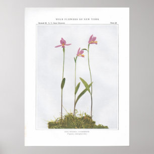 Poster Pogonia rose; Snakemouth - Pogonia ophioglossoides