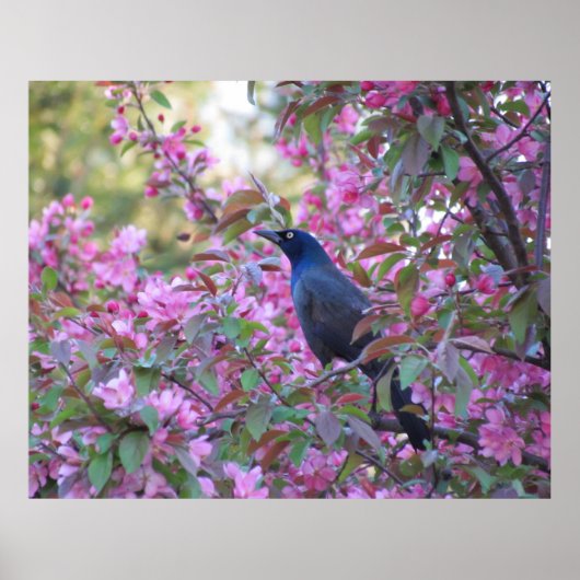 Poster Poignée Apple Blossom (Devant)