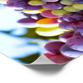 Poster Poignée de grappes de raisins (Coin)