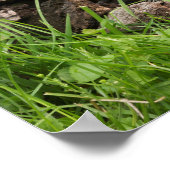 Poster Poignée sur une fleur (Coin)