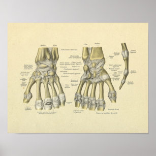 Poster Poignées main Anatomie Bones Imprimer