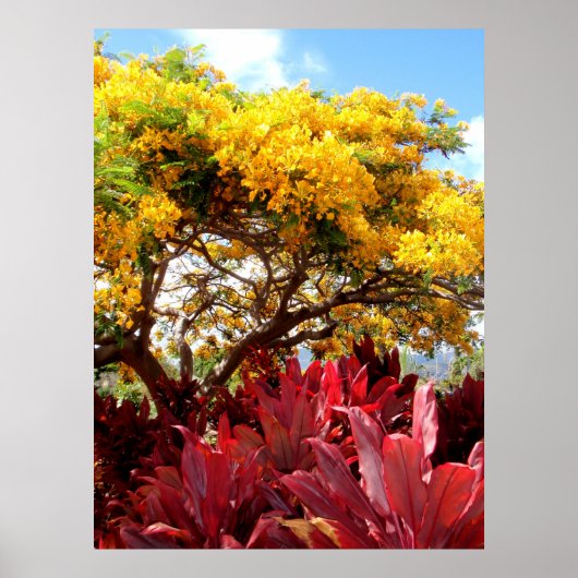 Poster Poinciana jaune et Plantes rouges Ti (Devant)