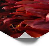 Poster Poinciana jaune et Plantes rouges Ti (Coin)