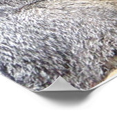 Poster Poing gris Fox (Coin)