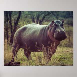 Poster Poing hippo debout à la caméra en Afrique Foliage